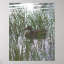 Search for wild duck posters Brown
