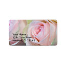 Search for rose return photography Address