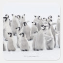 Search for emperor penguin stickers Animals in the wild