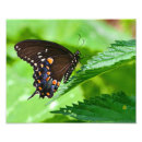 Search for bug pictures art Black