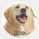 Search for golden retriever puppy stickers Puppies