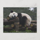 Recherche de chengdu posters Vacances
