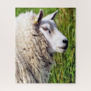 Search for sheep puzzles Livestock