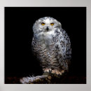 Search for snowy owl posters Animals