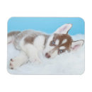 Recherche de malamute magnets Chiot
