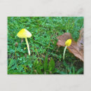 Search for yellow mushrooms postcards Cute