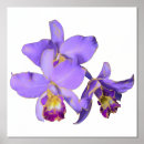 Recherche de orchidées posters Imprimer
