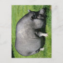 Search for pot belly pig postcards Animal