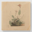 Recherche de moineau dessous de verres Illustration