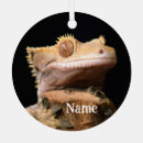 Search for gecko ornaments Wildlife