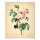 Recherche de redouté posters Antique