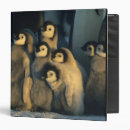 Search for antarctic binders Emperor penguin