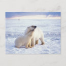 Search for polar bear mom and cub postcards 1002 coastal plain