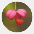 Search for orange berries stickers Berry