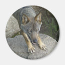Recherche de lupus magnets Gris