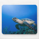 Search for cayman electronics Caribbean