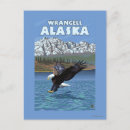 Search for alaska eagle postcards Bald