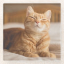 Recherche de minou somnolent Chat de sommeil