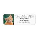 Search for orange tabby cat return address labels Kitten