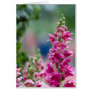 Recherche de plante de digitale Foxglove