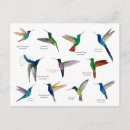 Recherche de jacobin cartes postales Oiseau