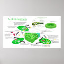 Search for photosynthesis posters Science
