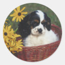 Search for cocker stickers Canine