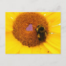 Search for love bug postcards Nature