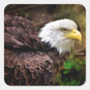 Search for bird eagle stickers Nature