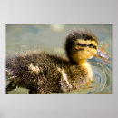 Search for cute duck posters Duckling