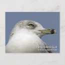 Search for ring billed Nature
