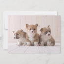 Search for corgi thank you cards Pet