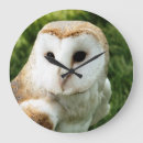 Search for barn owl clocks Birds