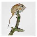 Search for cute mice posters Watercolor