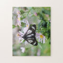Recherche de de papillons photographie Coloré