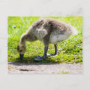 Search for gosling Cute