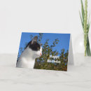 Search for black cat birthday cards Black and white