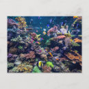 Recherche de mer de corail cartes postales Paysage