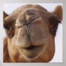 Recherche de chameau de d art Chameaux