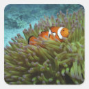 Search for clown fish stickers Marine life