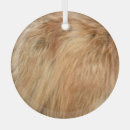 Search for red fox ornaments Wild