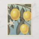 Search for guava postcards Food
