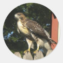Search for bird hunter stickers Hawk