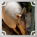 Search for armadillo posters Wildlife