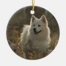 Search for samoyed ornaments Pets