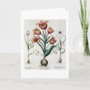 Recherche de tulipa Pre 19th