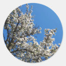 Search for apple tree stickers Bloom