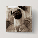 Search for black pug buttons Pets
