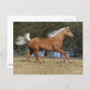 Recherche de chevaux de palomino cartes postales Cheval