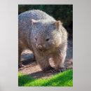 Recherche de wombat posters Faune